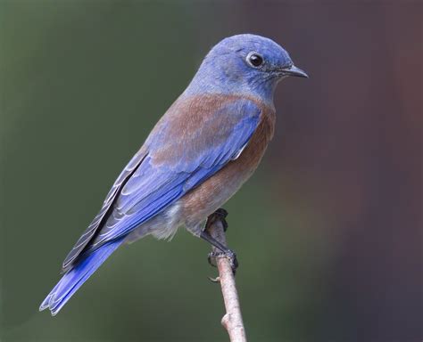 western bluebirds for sale